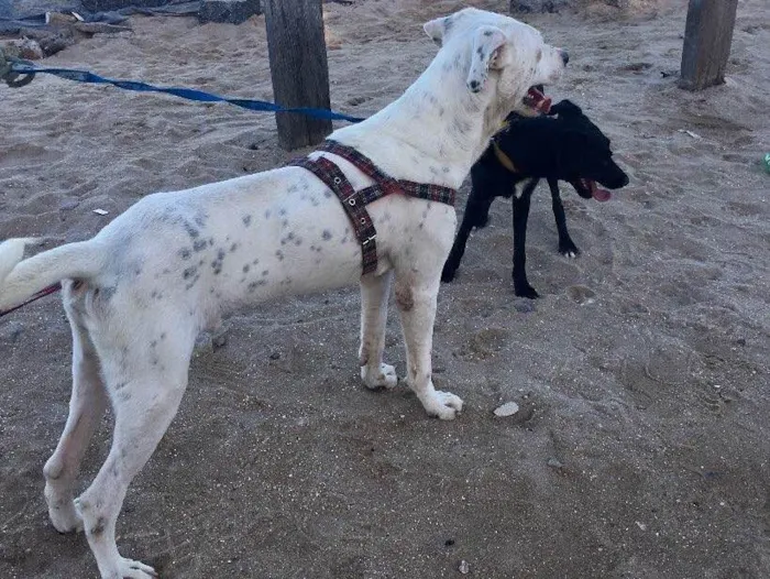 Cachorro ra a Dálmata mestiço e Raposinha idade 2 anos nome Bruce e Fox