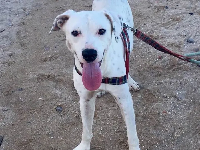 Cachorro ra a Dálmata mestiço e Raposinha idade 2 anos nome Bruce e Fox