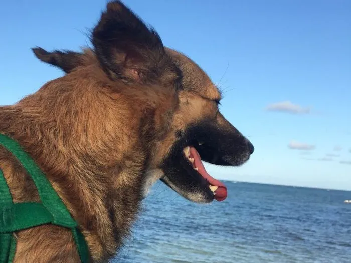 Cachorro ra a Dálmata mestiço e Raposinha idade 2 anos nome Bruce e Fox