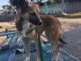 Bruce e Fox