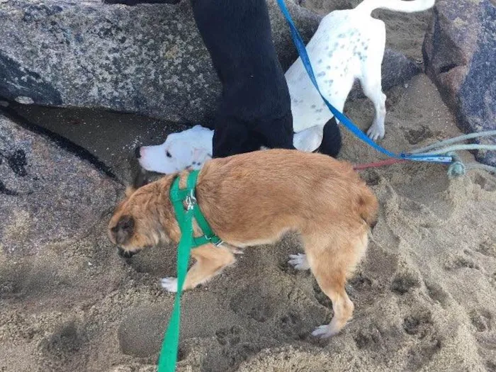 Cachorro ra a Dálmata mestiço e Raposinha idade 2 anos nome Bruce e Fox