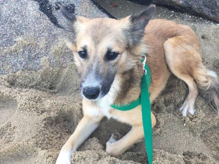 Cachorro ra a Dálmata mestiço e Raposinha idade 2 anos nome Bruce e Fox