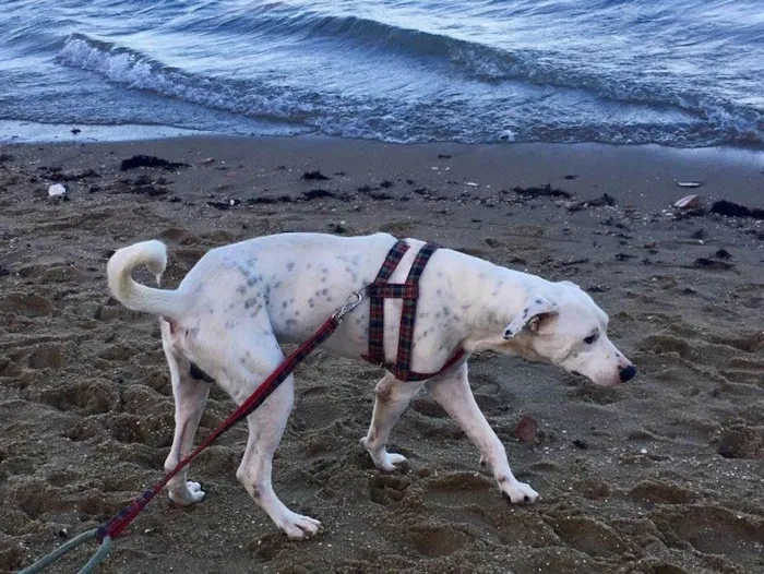 Cachorro ra a Dálmata mestiço e Raposinha idade 2 anos nome Bruce e Fox