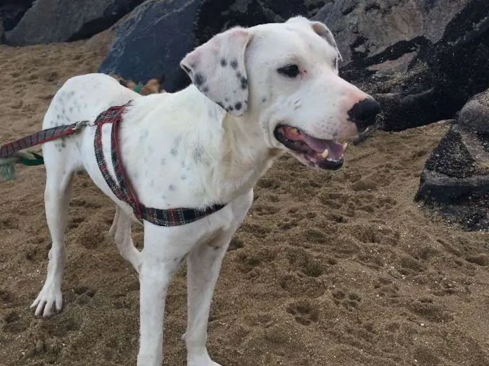 Cachorro ra a Dálmata mestiço e Raposinha idade 2 anos nome Bruce e Fox