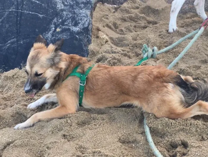 Cachorro ra a Dálmata mestiço e Raposinha idade 2 anos nome Bruce e Fox