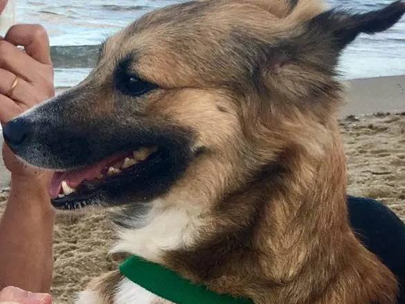 Cachorro ra a Dálmata mestiço e Raposinha idade 2 anos nome Bruce e Fox
