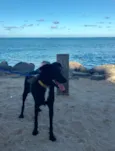 Bela negra
