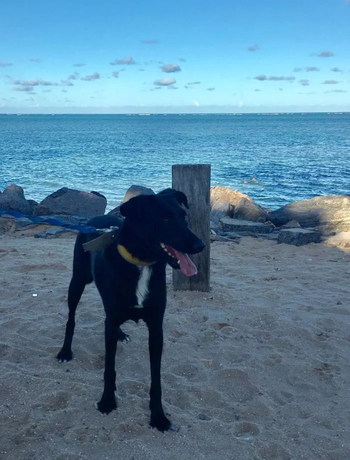 Cachorro ra a SRD  idade 2 anos nome Bela negra