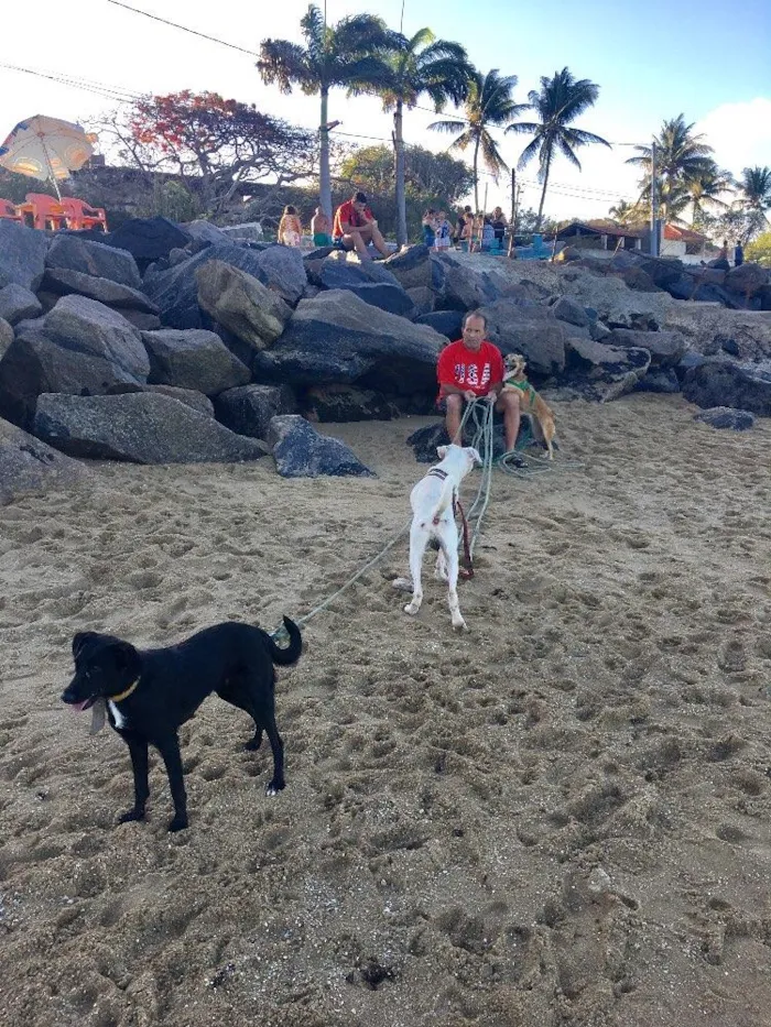 Cachorro ra a SRD  idade 2 anos nome Bela negra