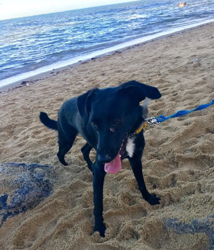 Cachorro ra a SRD  idade 2 anos nome Bela negra