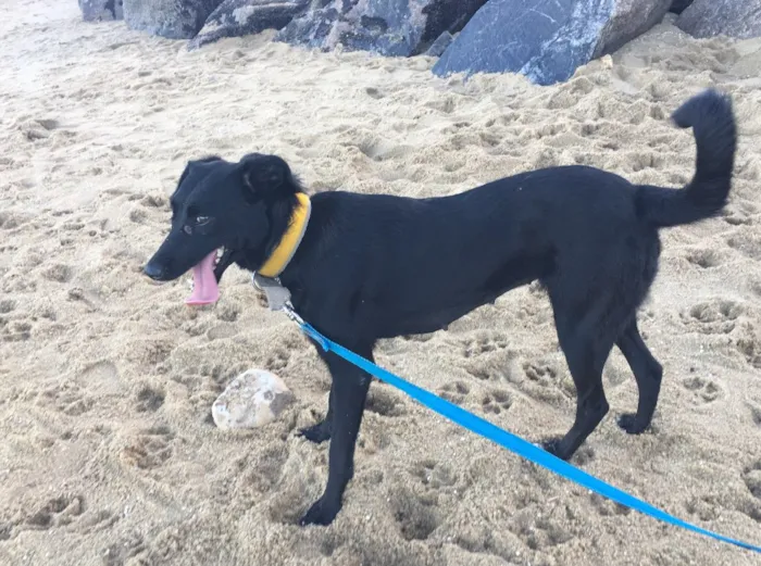 Cachorro ra a SRD  idade 2 anos nome Bela negra