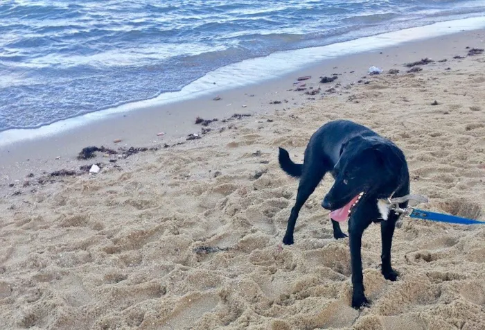 Cachorro ra a SRD  idade 2 anos nome Bela negra