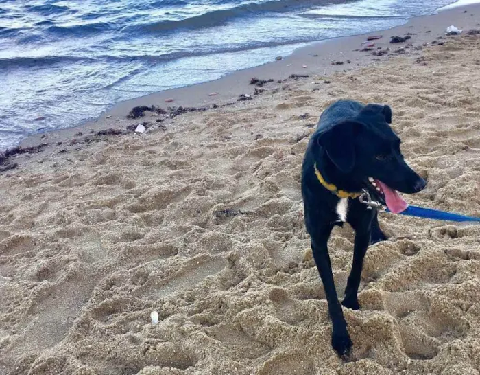 Cachorro ra a SRD  idade 2 anos nome Bela negra