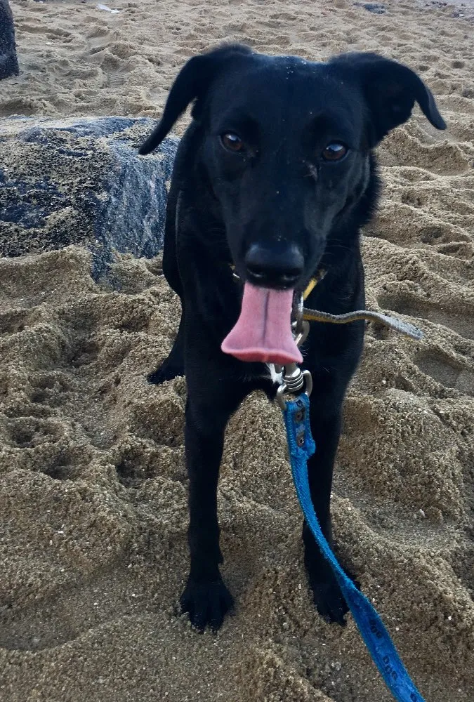 Cachorro ra a SRD  idade 2 anos nome Bela negra