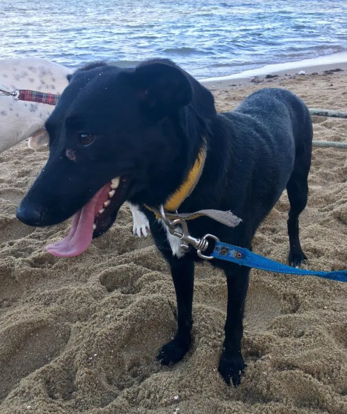 Cachorro ra a SRD  idade 2 anos nome Bela negra