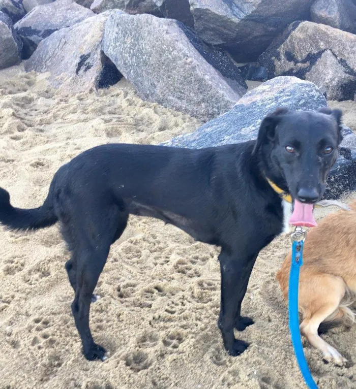 Cachorro ra a SRD  idade 2 anos nome Bela negra