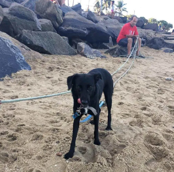 Cachorro ra a SRD  idade 2 anos nome Bela negra