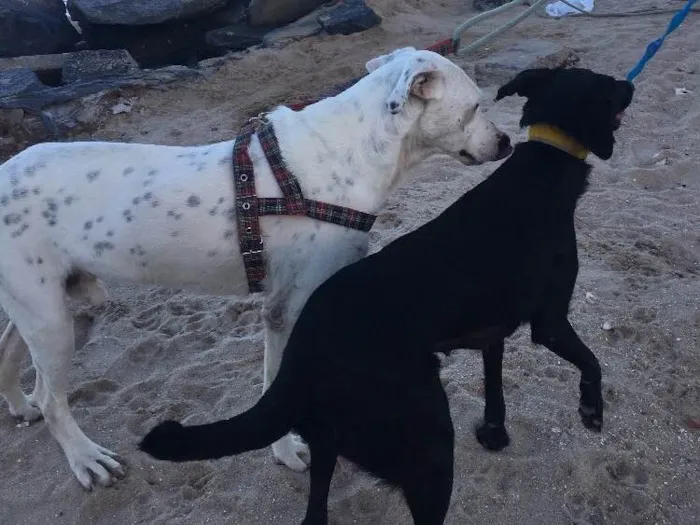Cachorro ra a SRD  idade 2 anos nome Bela negra