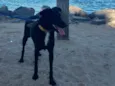 Bela negra