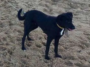 Cachorro ra a SRD  idade 2 anos nome Bela negra