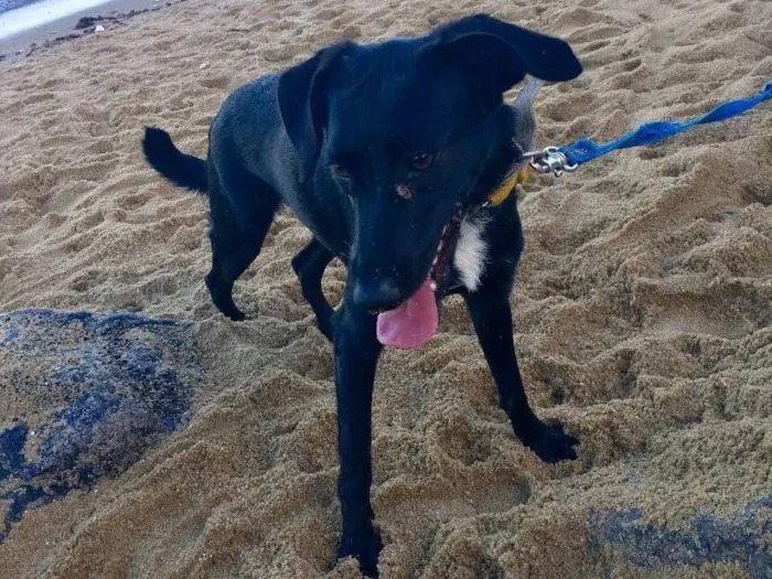 Cachorro ra a SRD  idade 2 anos nome Bela negra