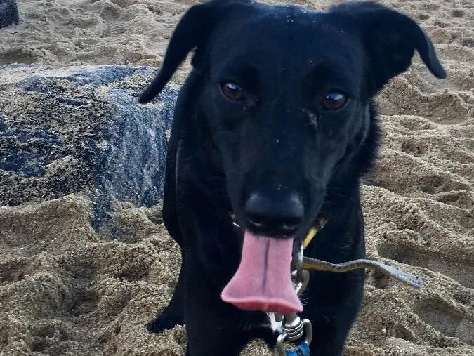 Cachorro ra a SRD  idade 2 anos nome Bela negra