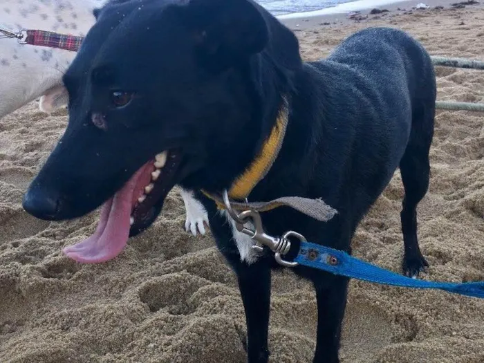 Cachorro ra a SRD  idade 2 anos nome Bela negra