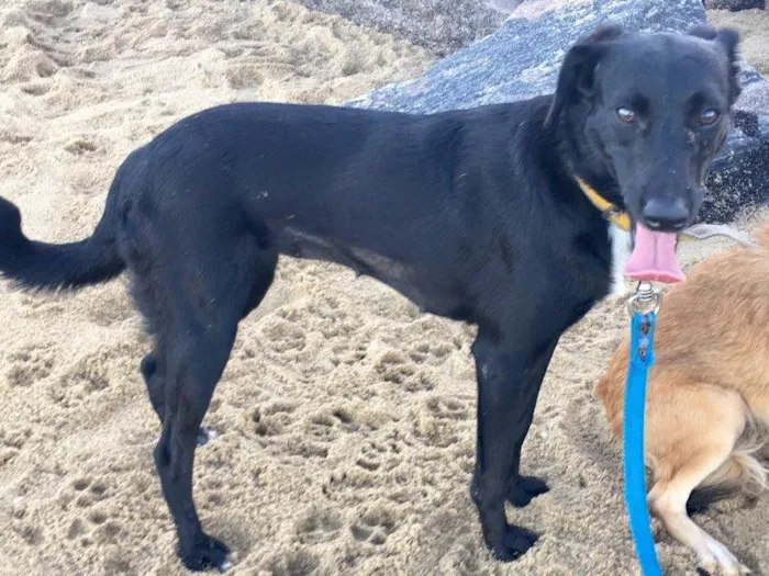 Cachorro ra a SRD  idade 2 anos nome Bela negra