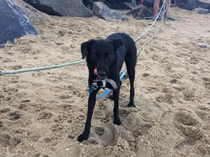 Cachorro ra a SRD  idade 2 anos nome Bela negra