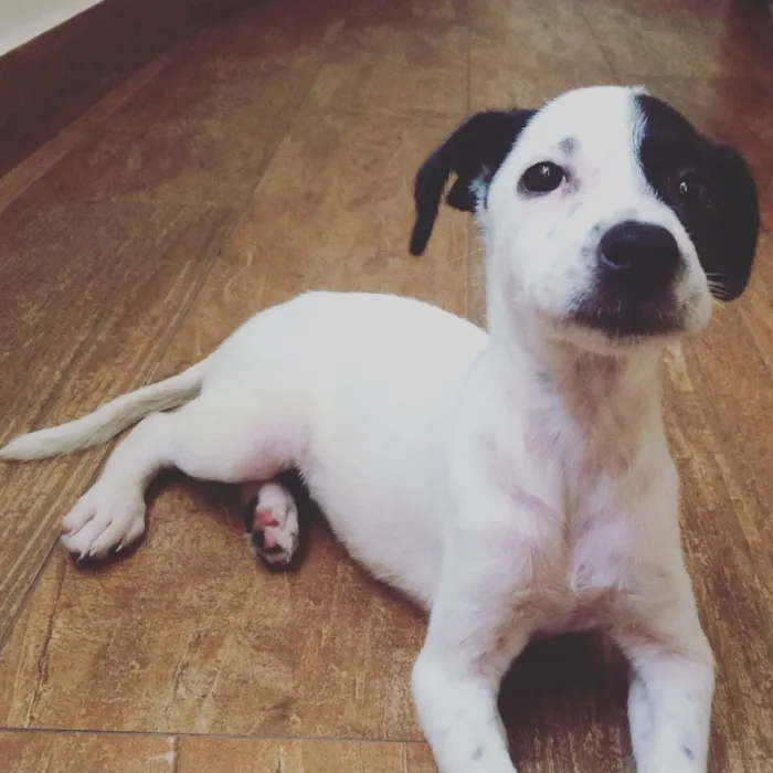 Cachorro ra a SRD idade 2 a 6 meses nome Joana