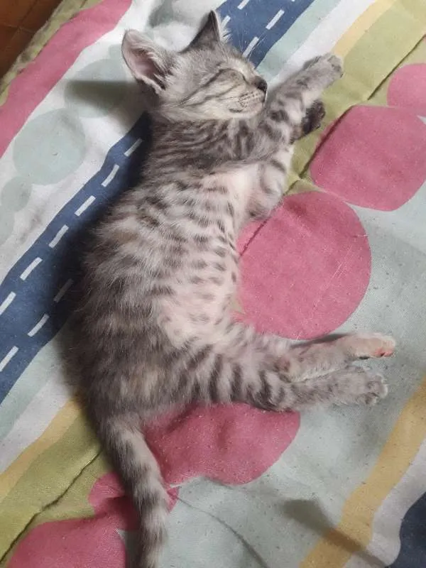 Gato ra a SRD idade Abaixo de 2 meses nome MÍLI