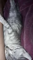 MÍLI