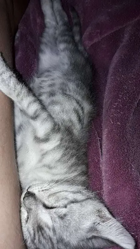 Gato ra a SRD idade Abaixo de 2 meses nome MÍLI