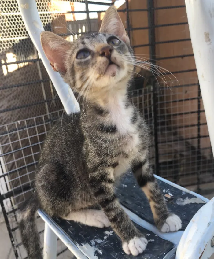 Gato ra a SRD  idade 2 a 6 meses nome Tigrao 