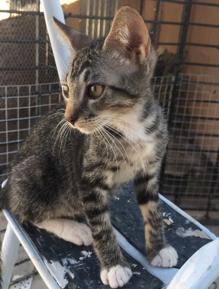 Gato ra a SRD  idade 2 a 6 meses nome Tigrao 