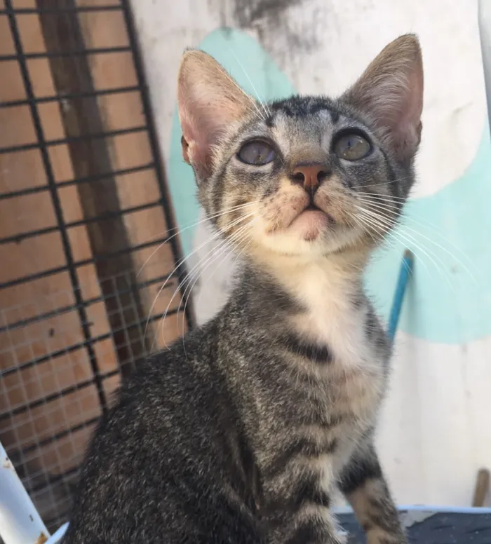 Gato ra a SRD  idade 2 a 6 meses nome Tigrao 