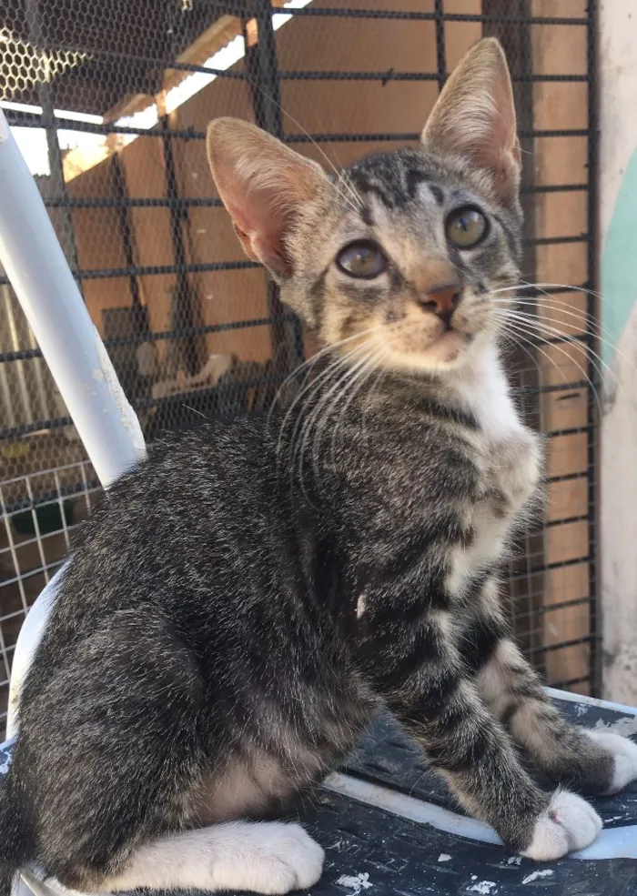 Gato ra a SRD  idade 2 a 6 meses nome Tigrao 