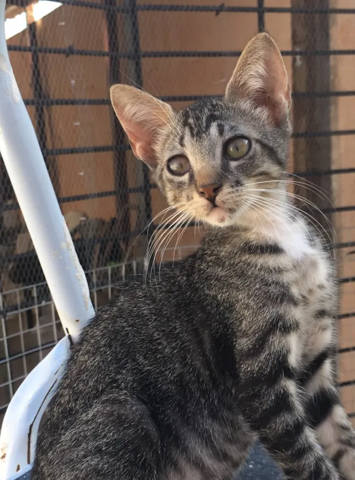 Gato ra a SRD  idade 2 a 6 meses nome Tigrao 