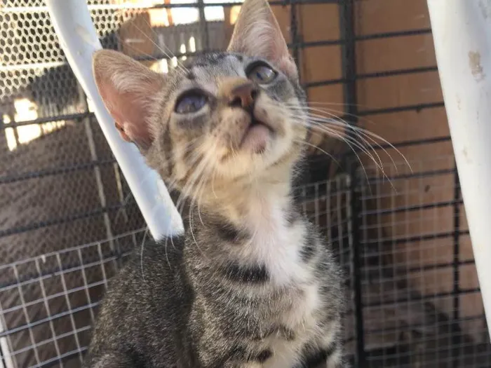 Gato ra a SRD  idade 2 a 6 meses nome Tigrao 
