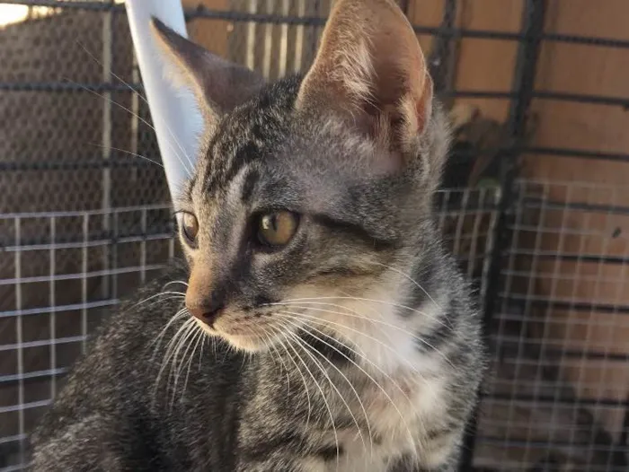 Gato ra a SRD  idade 2 a 6 meses nome Tigrao 