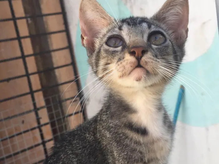 Gato ra a SRD  idade 2 a 6 meses nome Tigrao 