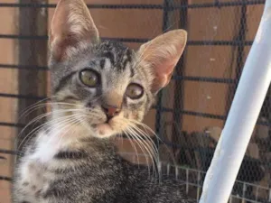 Gato raça SRD  idade 2 a 6 meses nome Tigrao 