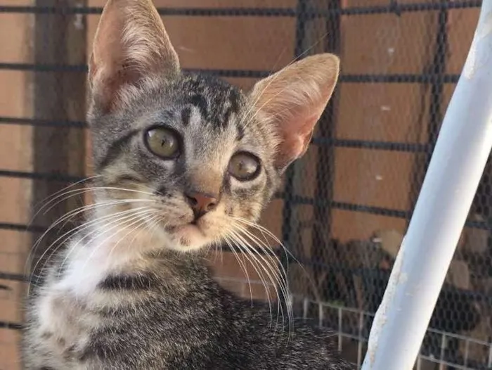 Gato ra a SRD  idade 2 a 6 meses nome Tigrao 