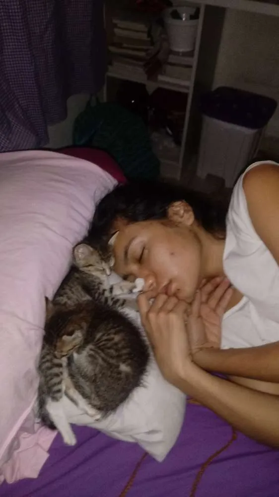 Gato raça SRD idade 2 a 6 meses nome N tem é filhote