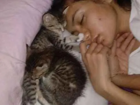 Gato raça SRD idade 2 a 6 meses nome N tem é filhote