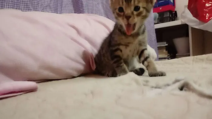 Gato raça SRD idade 2 a 6 meses nome N tem é filhote
