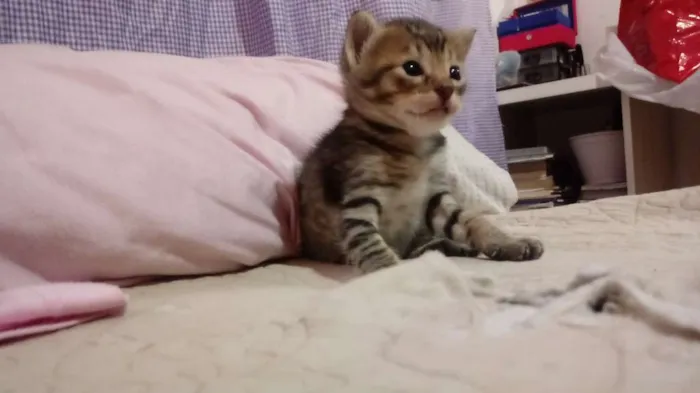 Gato raça SRD idade 2 a 6 meses nome N tem é filhote