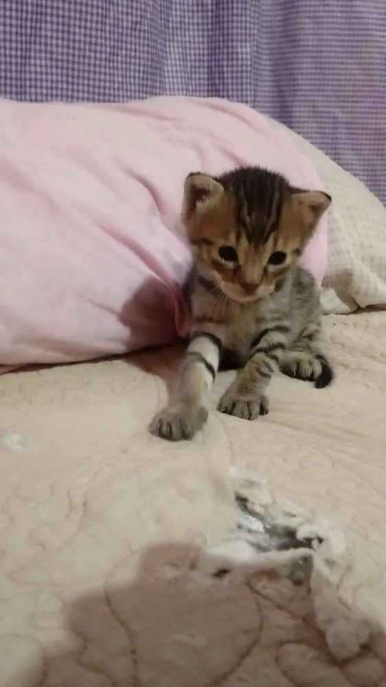 Gato raça SRD idade 2 a 6 meses nome N tem é filhote