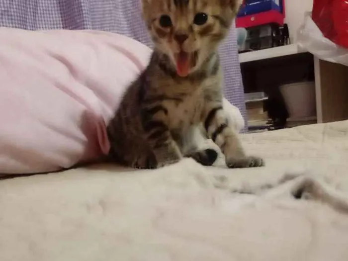 Gato raça SRD idade 2 a 6 meses nome N tem é filhote