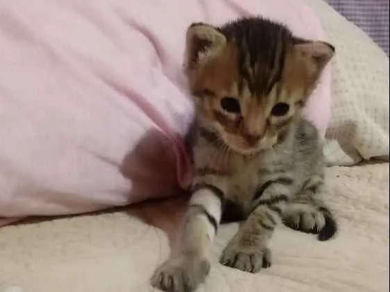 Gato raça SRD idade 2 a 6 meses nome N tem é filhote